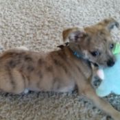 tan and spotted puppy