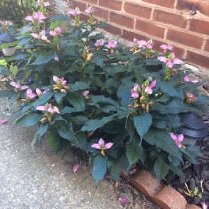 short plant with dark green leaves and pink flowers