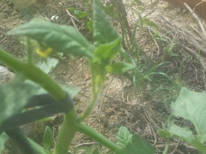 Reroot Tomato Suckers as New Plant