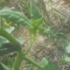 Reroot Tomato Suckers as New Plant