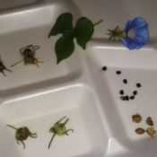 leaf, flower, and seeds