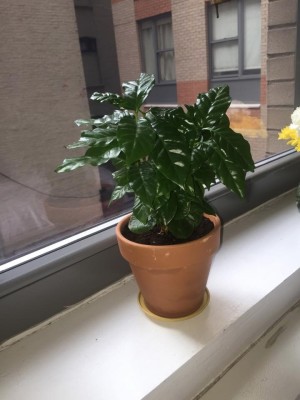 potted plant on window ledge