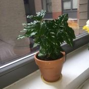 potted plant on window ledge