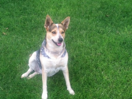 Sissy sitting on the lawn