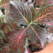 What Is This Houseplant?