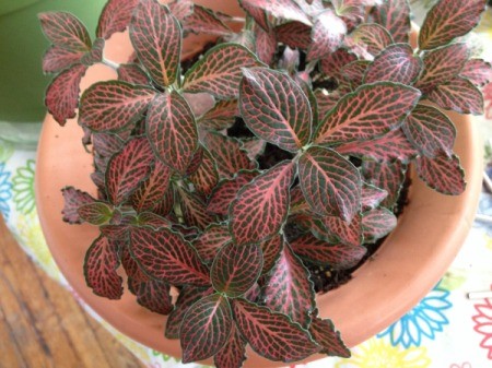 closeup of plant with green leaves and pink veins