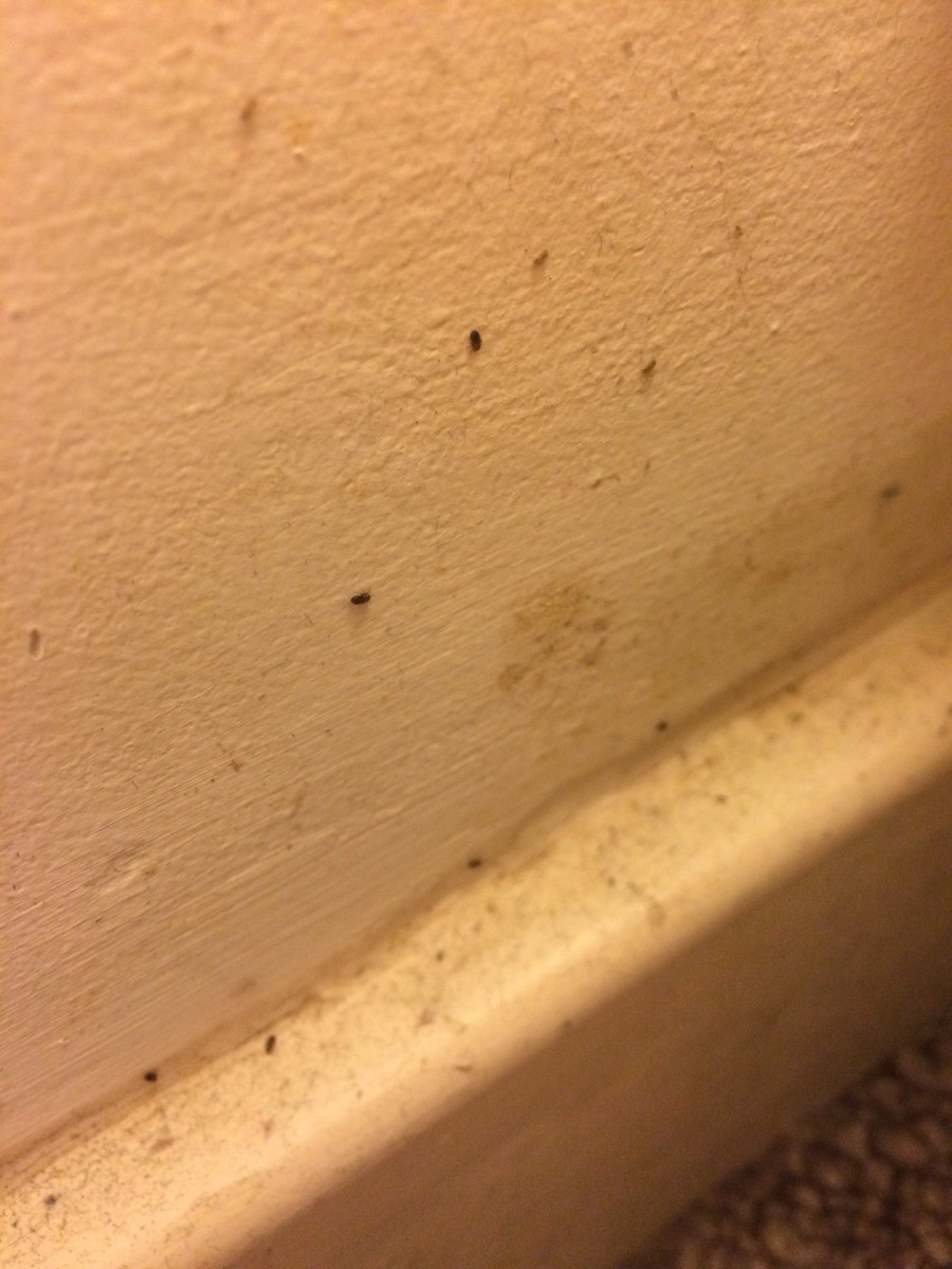 identifying-little-black-biting-bugs-thriftyfun