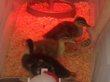 three ducklings under heat lamp