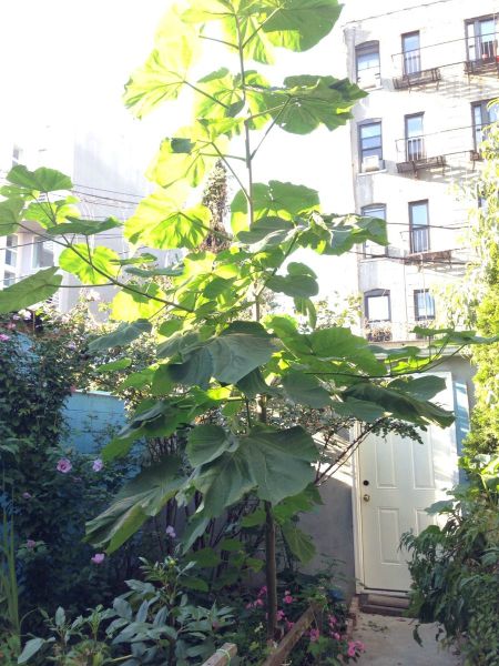 What Kind of Tree Is This?