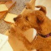 dog stealing food from kitchen counter