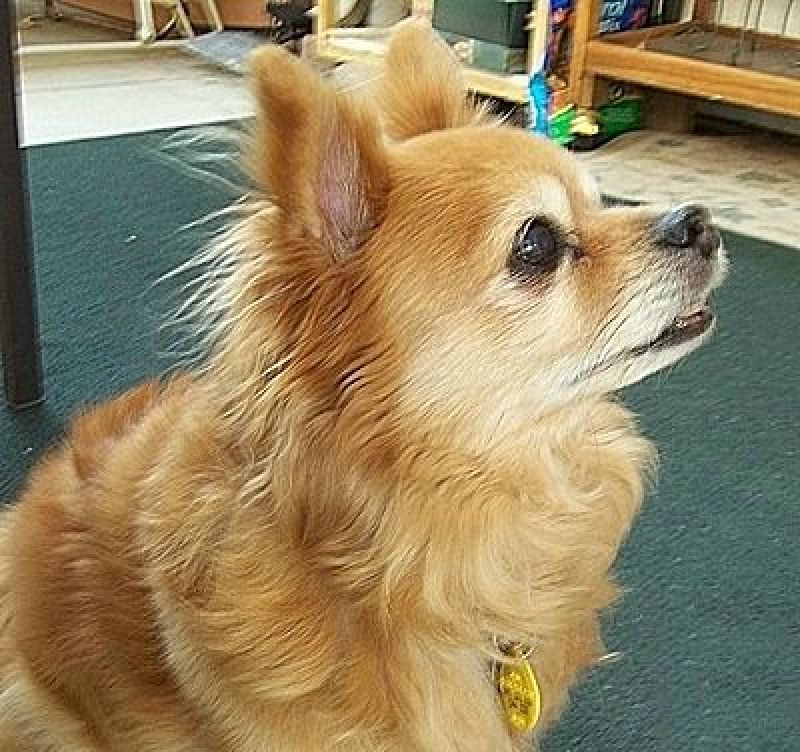 long hair chihuahua pomeranian mix