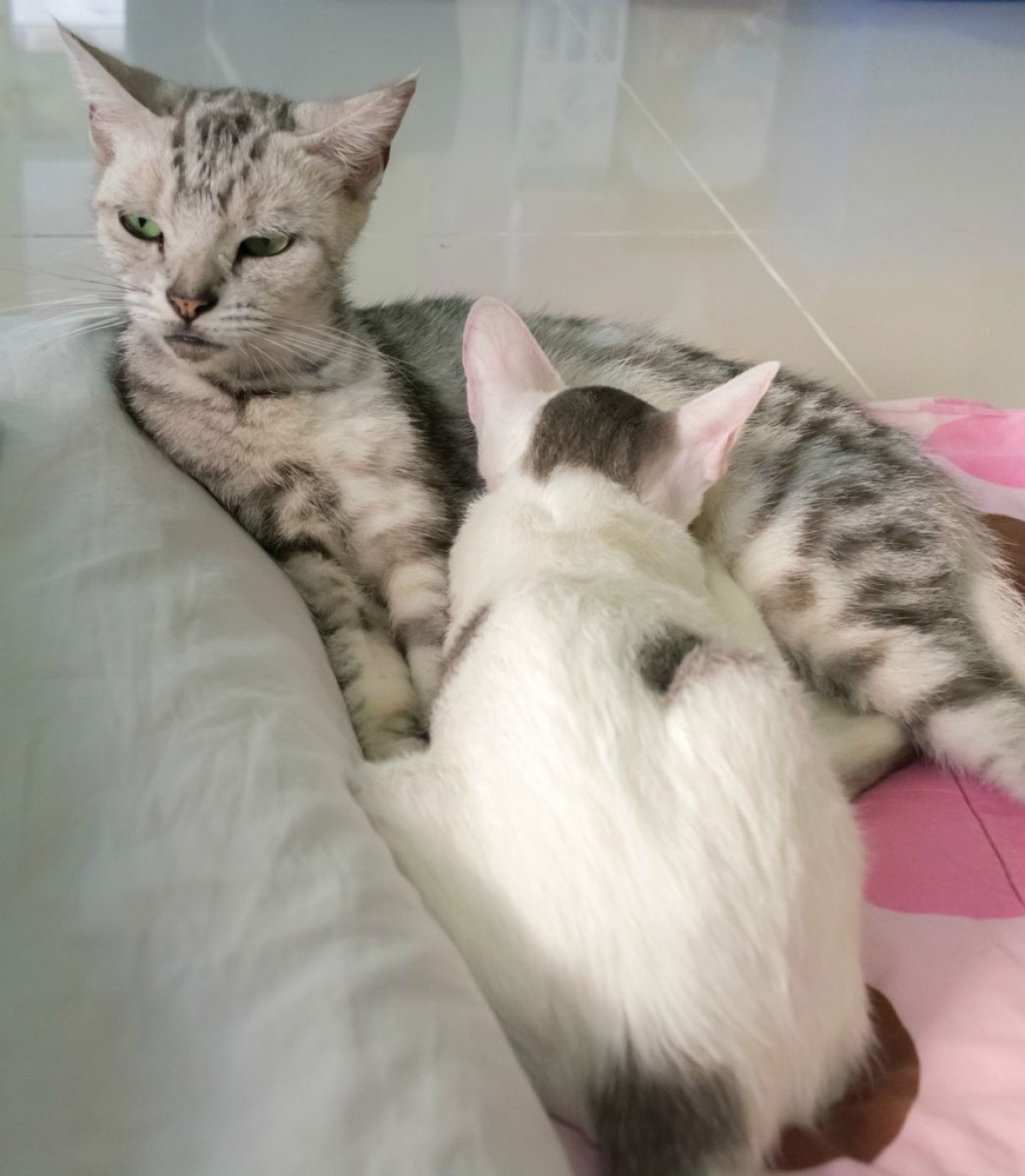 Cat sucking tits