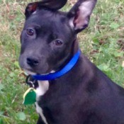 black dog with one floppy ear