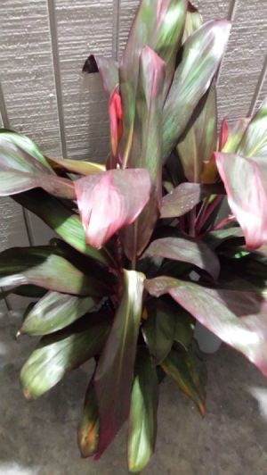 cream, pink, and green leafed plant