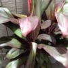 cream, pink, and green leafed plant