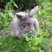 bunny nibbling on plant