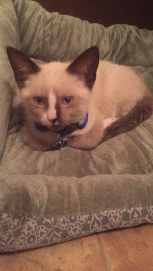 Siamese kitten