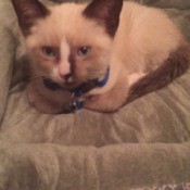 Siamese kitten