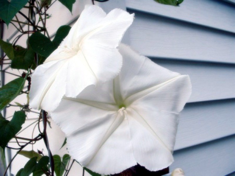 Toxicity Of The Moonflower Vine Ipomoea Alba Thriftyfun,How Long To Cook Chicken Breast In Oven At 350