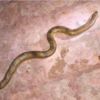 light brown snake with dark markings