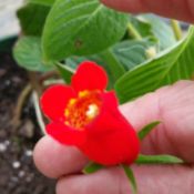 What Are These Garden Plants?