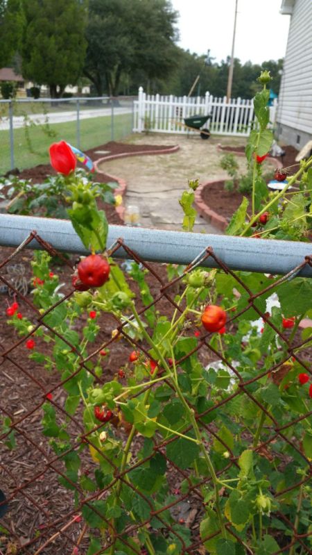 What Are These Garden Plants?