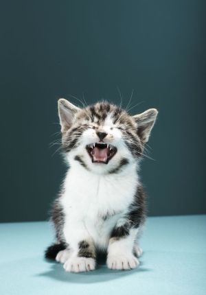 Breastfeeding Teeth Sucking Forced Videos - Kitten Trying to Nurse on People | ThriftyFun
