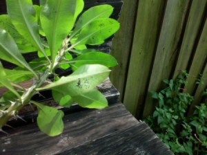 black spots on underside of leaves