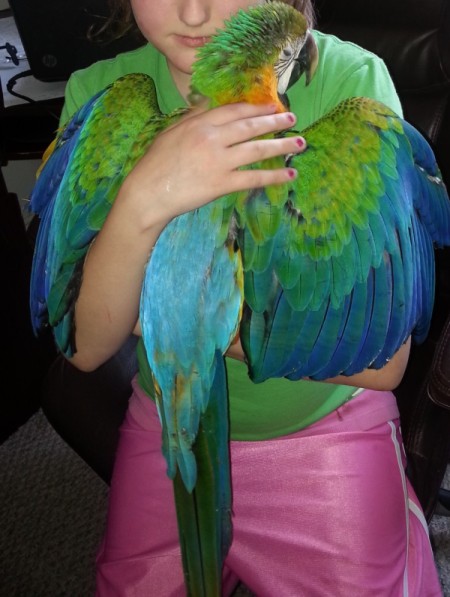 blue and green macaw