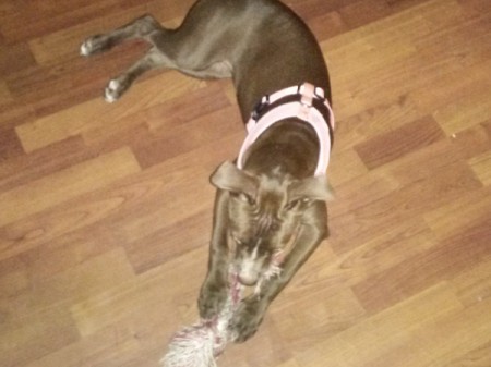 Pit Bull Size Information