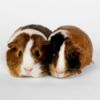 two tricolor guinea pigs
