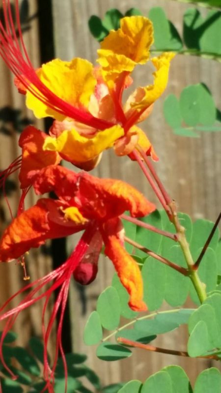 orange and yellow blooms