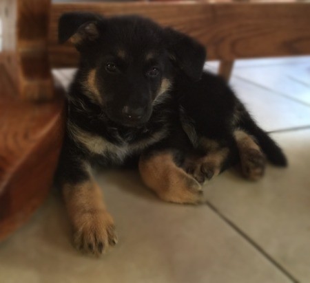 puppy lying down