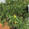plant with yellow flowers and deeply cut leaves