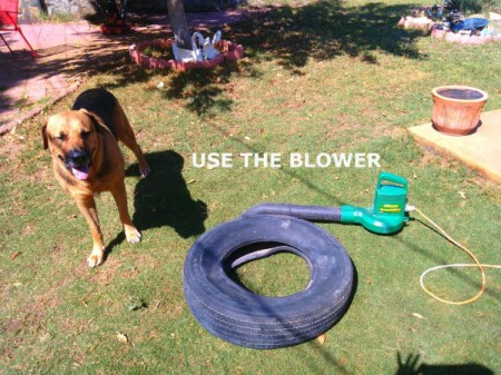Recycled Tire Desert Garden