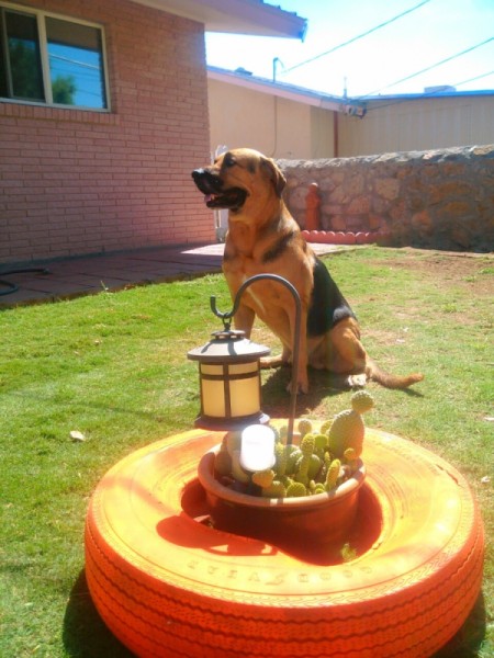 dog and painted tire