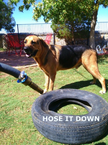 Recycled Tire Desert Garden