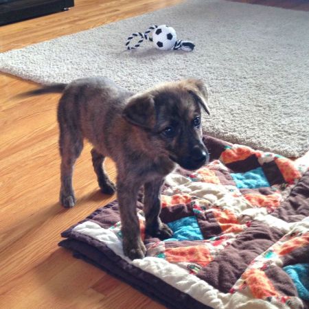 puppy on quilt