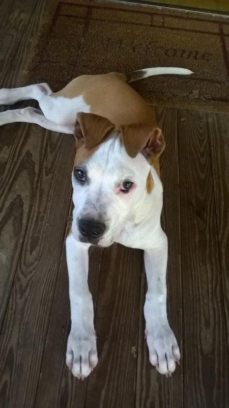 brown and white Pit puppy