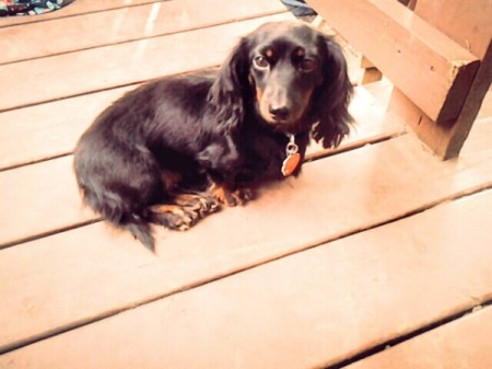 long hair miniature Dachshund