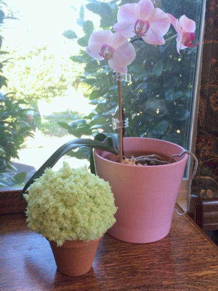 Pom Pom Plant Candy Dish