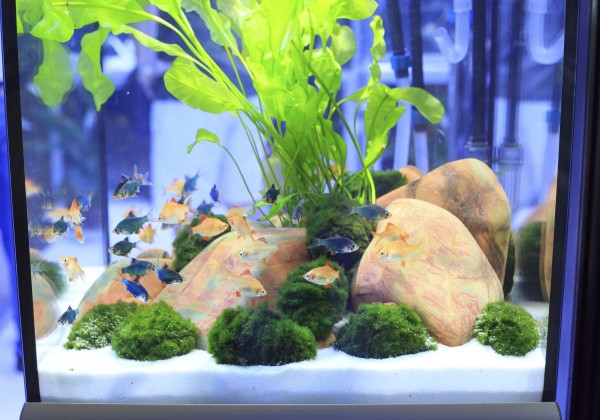 A home freshwater aquarium with lots of fish.