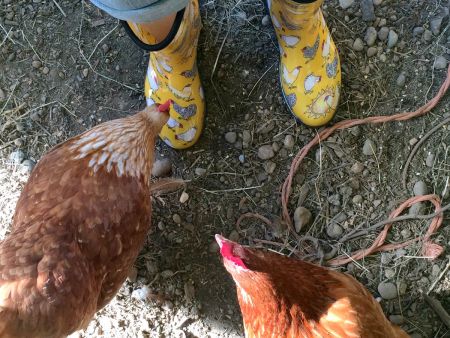 Wearing a pair of boots with chickens around.