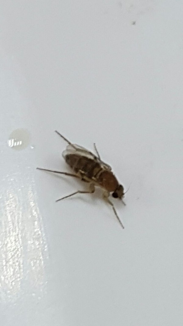 What Are These Flying Insects L5 