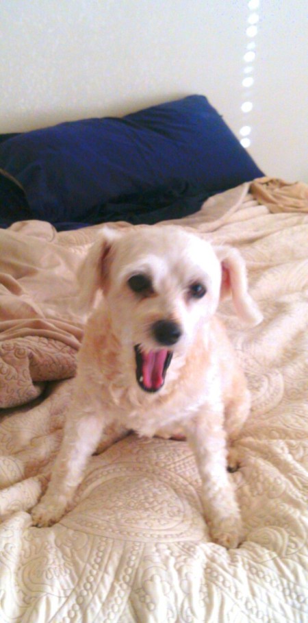 small white dog sitting on bed