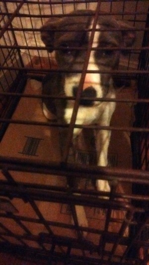 brown and white dog in crate