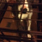 brown and white dog in crate