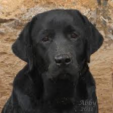black Lab with red collar