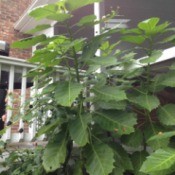 What Is This Garden Plant?