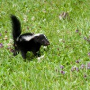 baby skunk and wildflowers